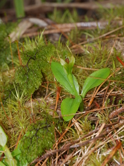 Pterostylis venosa