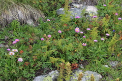 Erigeron caucasicus venustus