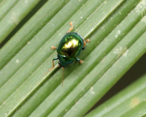 Colaspoides, 2025-10-27