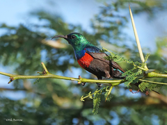 Cinnyris nectarinioides
