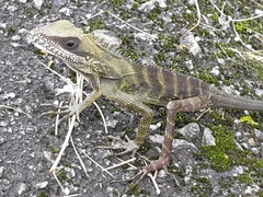 Malayodracon robinsonii