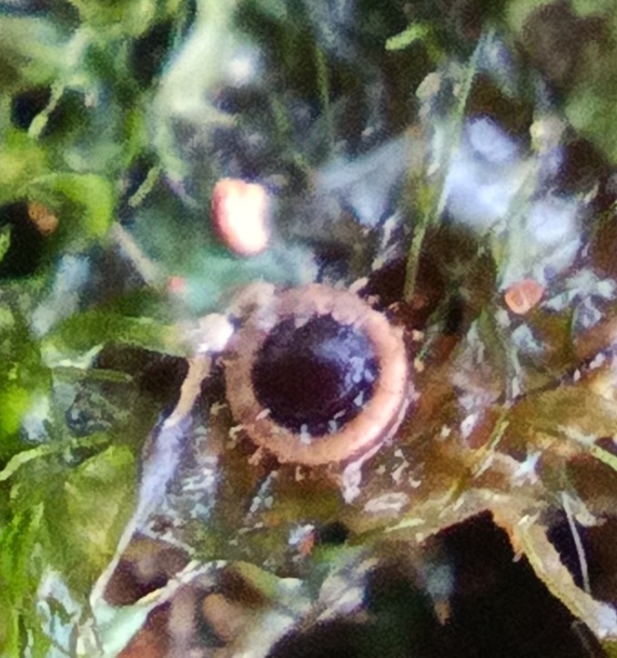 Cristatella mucedo Cuvier, 1798