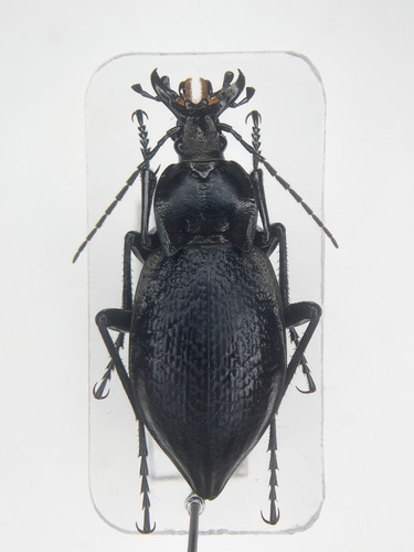 Carabus anchocephalus