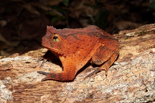 Santo Smooth-horned Frog