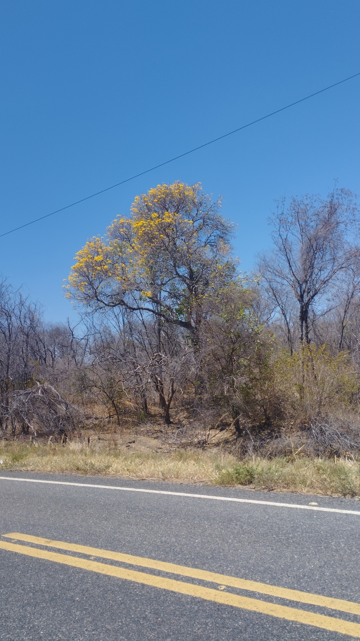 Tabebuia aurea