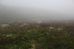 Hedysarum caucasicum