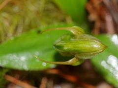 Pterostylis venosa