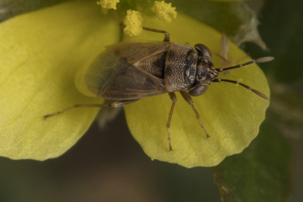 Geocoris phaeopterus