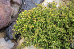 Aspalathus juniperina