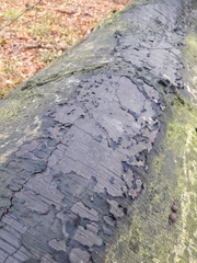 Biscogniauxia nummularia