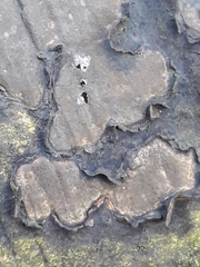 Biscogniauxia nummularia