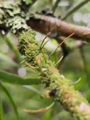 Dendroceros observed 2025-09-25