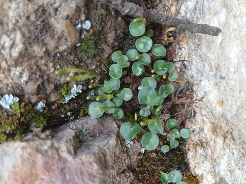 Peperomia bracteata, photograph 4