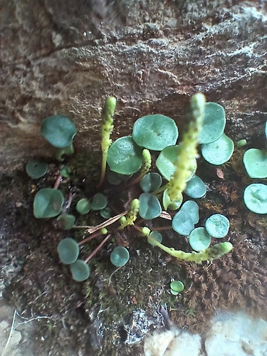 Peperomia bracteata, photograph 5