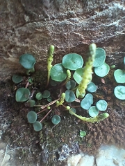 Peperomia bracteata, photograph (c) Noemi Guerrero, some rights reserved (CC BY-SA)