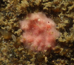 Homotrematidae