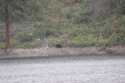 Black Bear