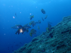 Sciaena umbra