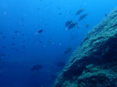 Sciaena umbra