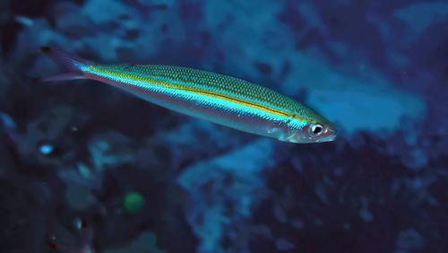 Fusilier (Gymnocaesio gymnoptera) — Caesionidae — 4