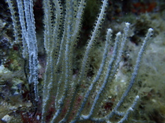 Eunicella singularis