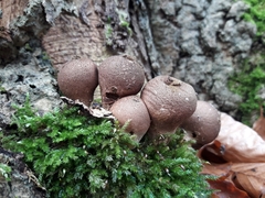 Apioperdon pyriforme