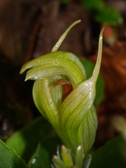 Pterostylis venosa