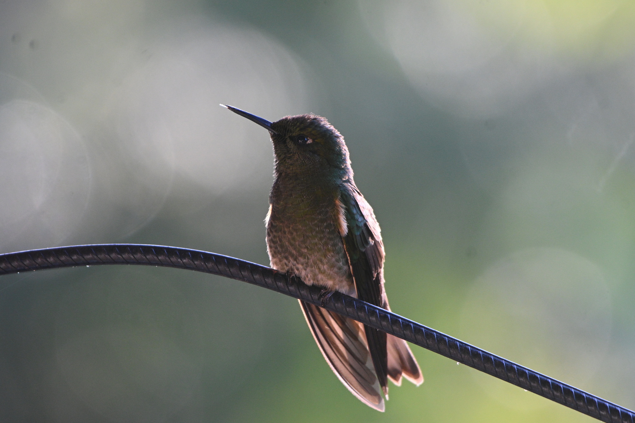 Buff-tailed Coronet illustration