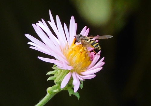 Unknown species found near Richland County, US-SC, US