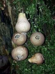 Apioperdon pyriforme