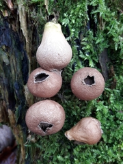 Apioperdon pyriforme