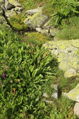 Primula auriculata