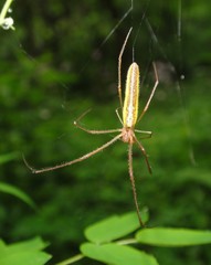 Tetragnatha versicolor