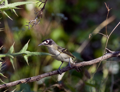 Vireo atricapilla