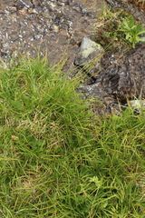 Carex tristis