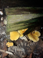 Hygrophoropsis aurantiaca