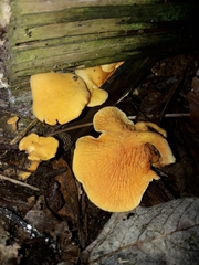 Hygrophoropsis aurantiaca