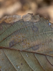 Phragmidium violaceum