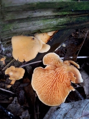 Hygrophoropsis aurantiaca
