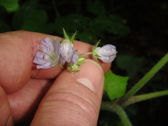 Hydrophyllum appendiculatum