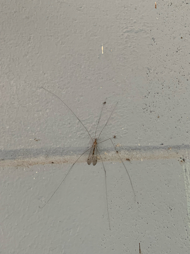 Unknown species found near Winter Park, FL, US