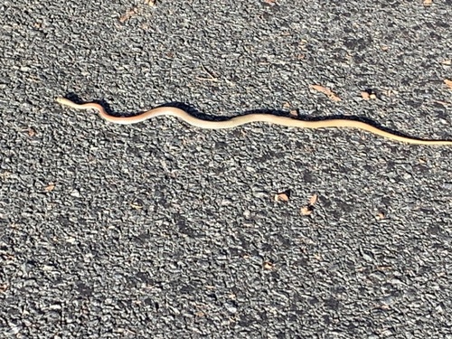 Yellow-faced Whipsnake sighting