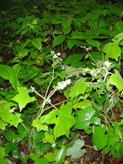 Hydrophyllum appendiculatum