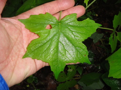 Hydrophyllum appendiculatum