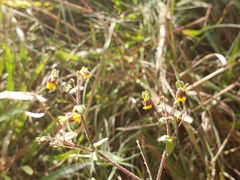 Trigonospermum annuum