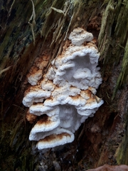 Neoantrodia serialis