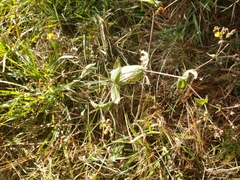 Trigonospermum annuum