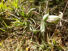 Trigonospermum annuum