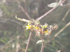 Trigonospermum annuum