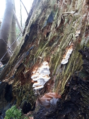 Neoantrodia serialis